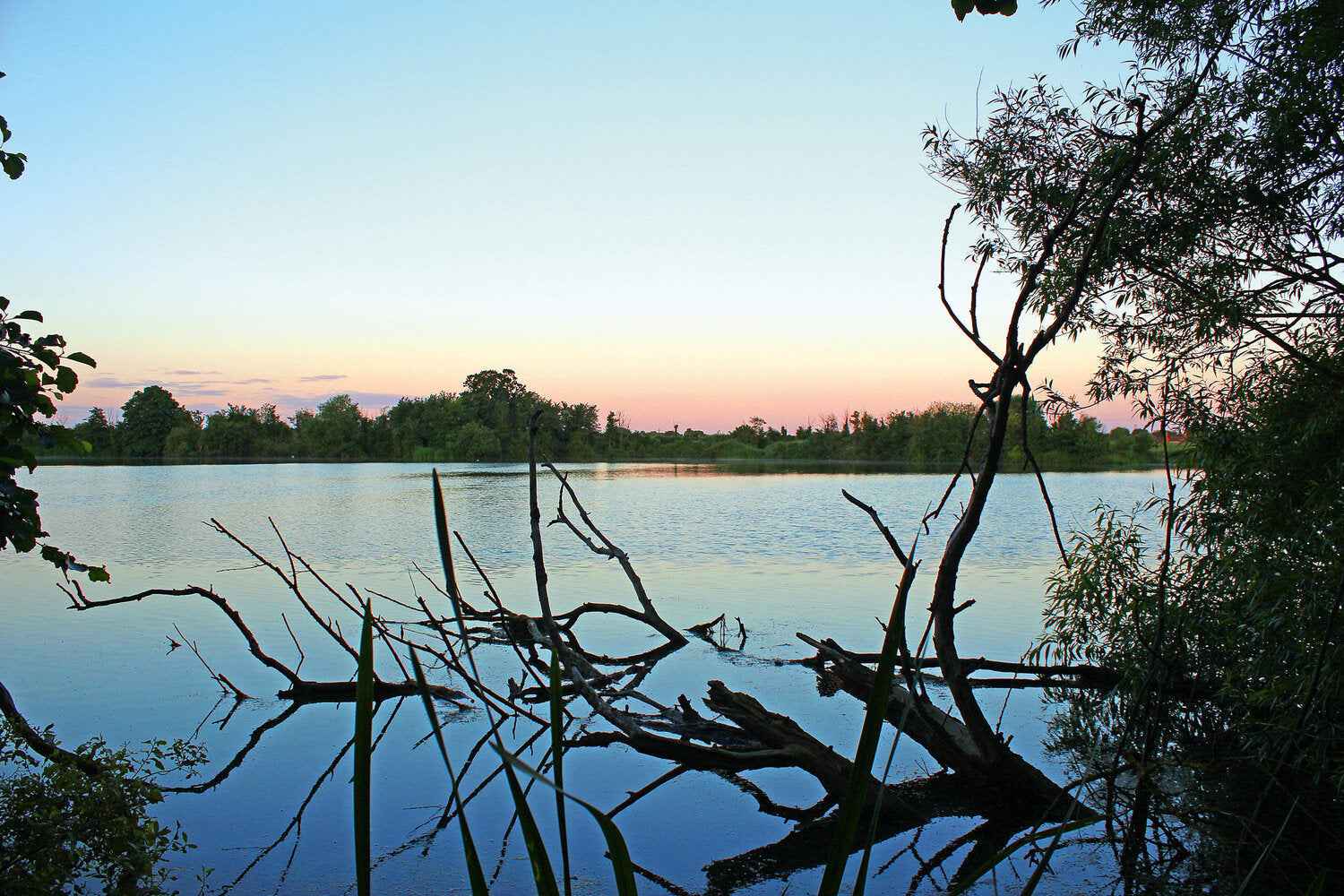 Hai mai perso una carpa per colpa di un ramo? Scopri come evitarlo. - Carpela